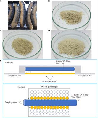 UV-B Protective and Antioxidant Activities of Protein Hydrolysate From Sea Cucumber (Holothuria scabra) Using Enzymatic Hydrolysis